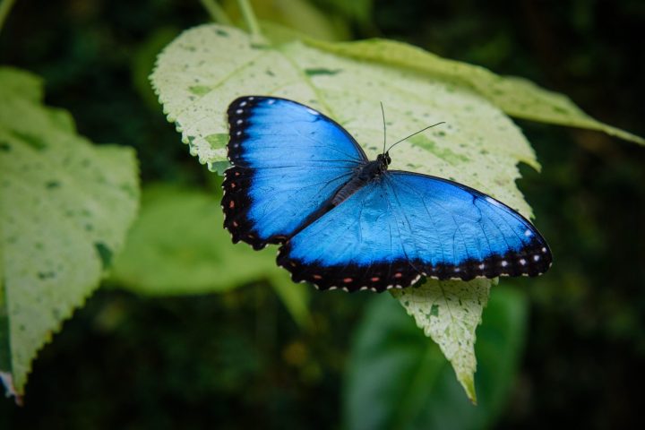 an insect on the plant